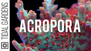Acropora Coral Care Tips
