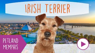 Irish Terrier Fun Facts by Petland Memphis 15 views 3 months ago 59 seconds