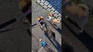 Chihuahuas Teaching German Shepherd Pup How To Walk On The Lead #GermanShepherd #Chihuahua #Shorts