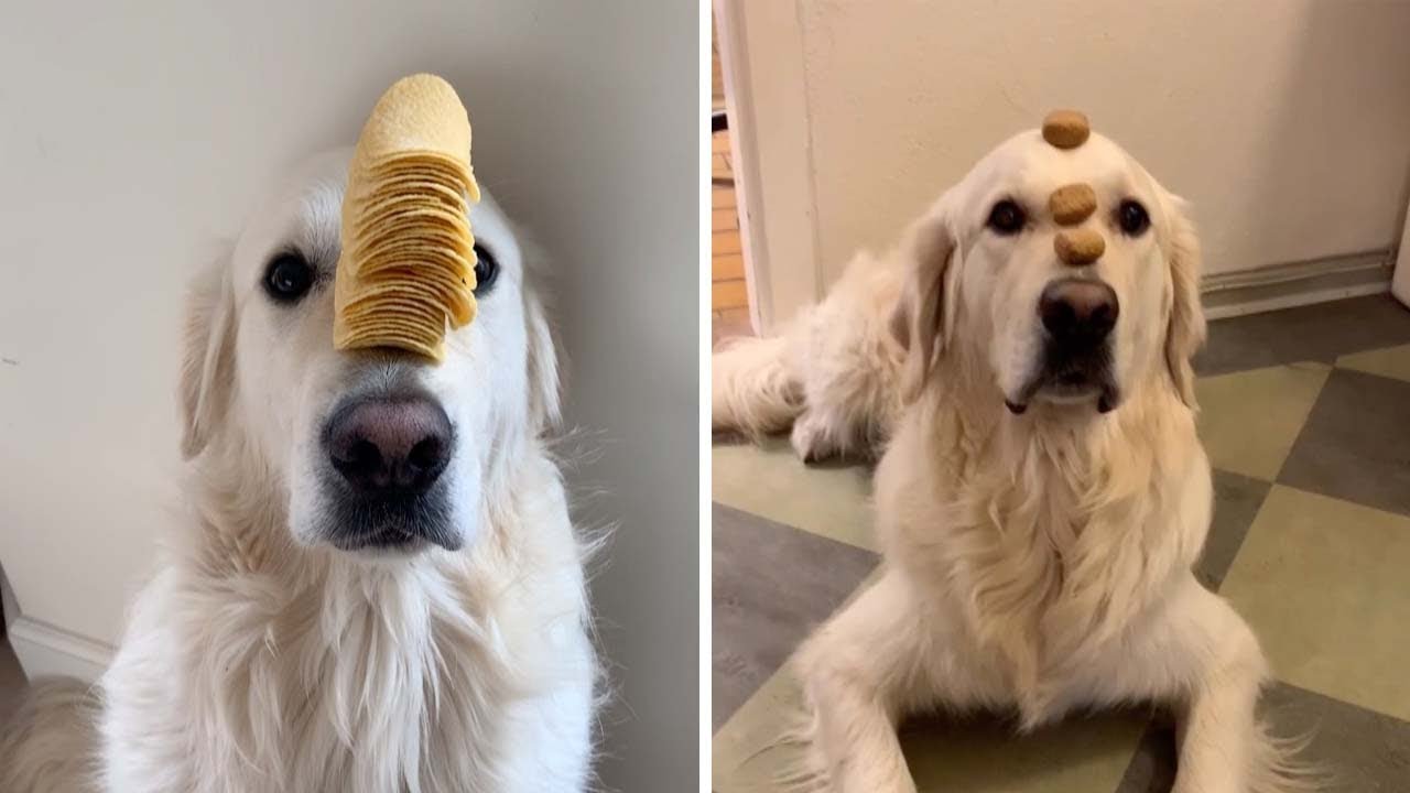 Video: Dog balances tower of treats on his nose