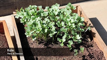 Upright Coldframe Guide - June - August