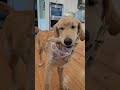 Wild Caught Cod Skin Chews for Dogs #dogtreat #dogtreats #dogchew #dogchews #petfinds