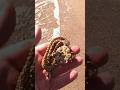 Gold Jewelry Found on Shore!  #bestmetaldetector #treasurehunting