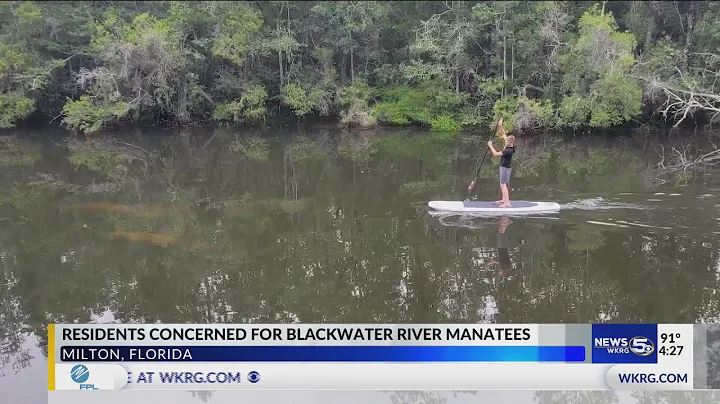 Manatees seen in Blackwater River escalates concern over wastewater treatment facilit