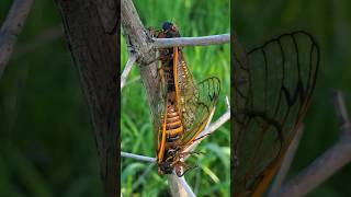 Cicadas in Love  #cicadas #periodicalcicadas