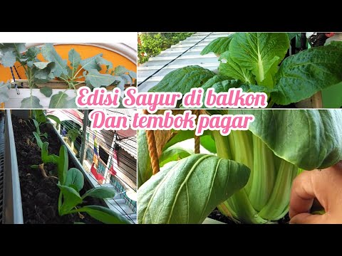 Video: Tumbuhan Yang Tumbuh Di Balkoni