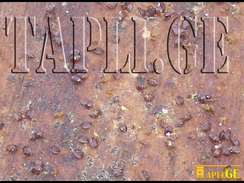 ტკიპა ვაროა და ვაროატოზი, ვაროოზი