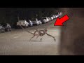 Mythical Creatures Caught On Camera &amp; Spotted In Real Life!