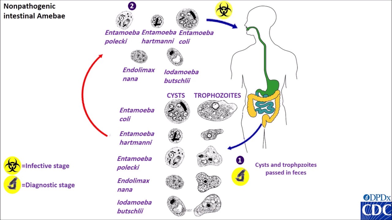 Entamoeba Coli Life Cycle