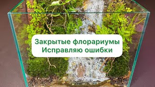 Как «стричь» флорариум. Обзор. Устранение ошибок. Как изменились флорариумы за 2 месяца.