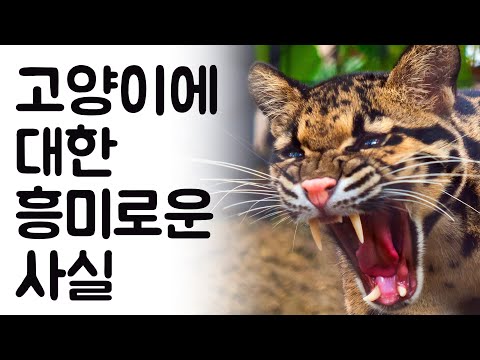 고양이에 대한 흥미로운 사실 | 동물의 세계 - Animal World Korean