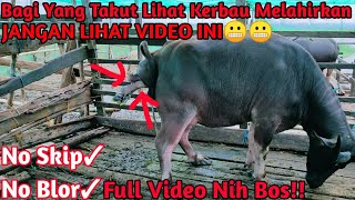 FULL VIDEO!! Kerbau Rawa Asli Kalimantan Melahirkan Bayi Kecil Nya!!