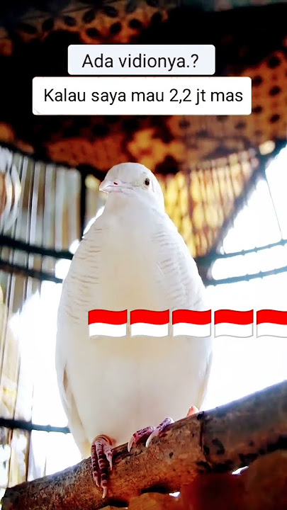 Masteran suara perkutut putih kapas gacor gayer5040