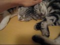 眠いったら眠いのだ