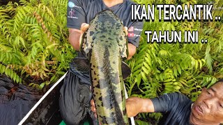 TAK PERCAYA , TERNYATA ADA IKAN SECANTIK INI .. 😍😍 ..