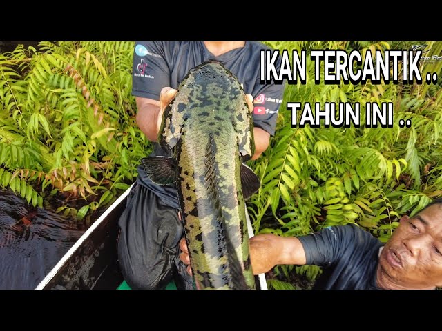 TAK PERCAYA , TERNYATA ADA IKAN SECANTIK INI .. 😍😍 .. class=