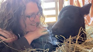 Caring for our new bottle baby CALF! by Lorella - Plan Bee Orchard and Farm 484 views 2 years ago 8 minutes, 10 seconds