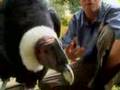 Revisit the worlds biggest flying bird the andean condor