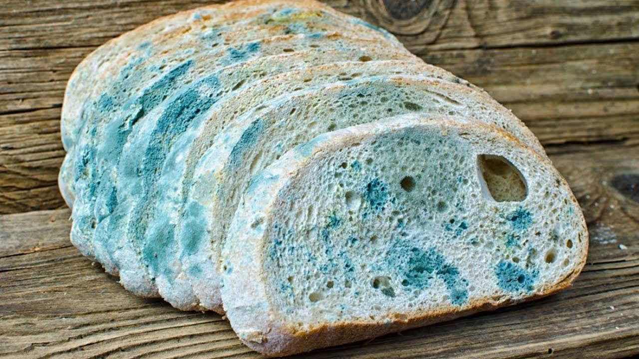 Вреден ли хлеб с плесенью