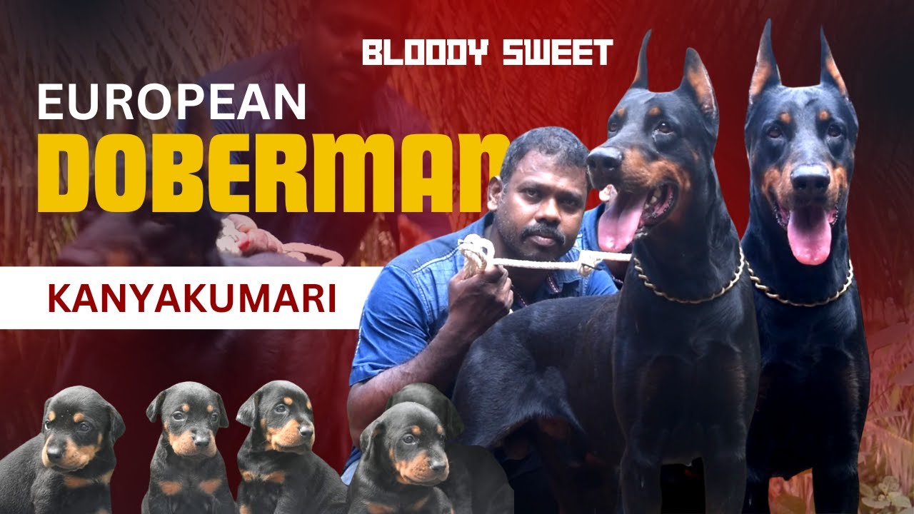 Majestic European Doberman Puppies at Nanba Kennel, Kanyakumari