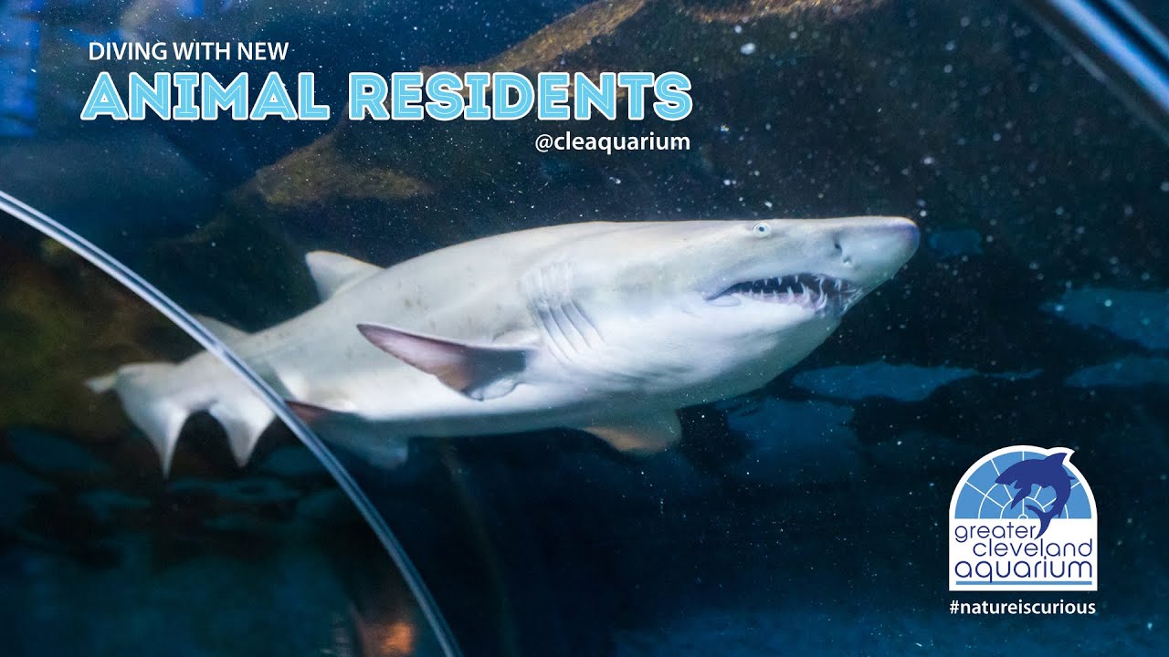 Diving With New Animal Residents 