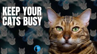 Keep your cats busy #cats by Your Purrfect Cat 51 views 7 months ago 4 minutes, 46 seconds