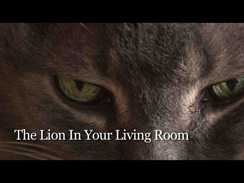 The Lion In Your Living Room Teaser