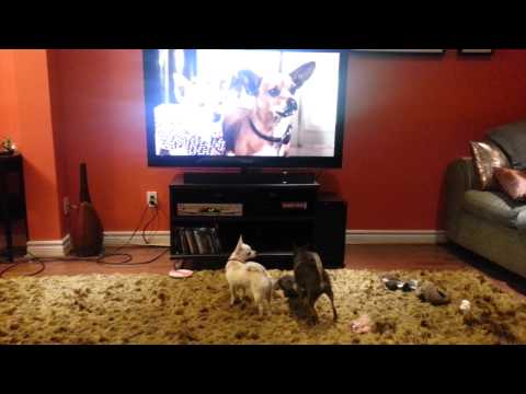 My Chihuahaus watching Beverly Hills Chihuahau 2