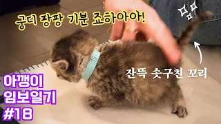 Baby cat loves bum pats! [Kitty Foster Diary ep.18]