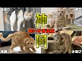 【豪華】ツッコミどころ満載なおもしろ猫動画30連発！