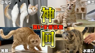 【豪華】ツッコミどころ満載なおもしろ猫動画30連発