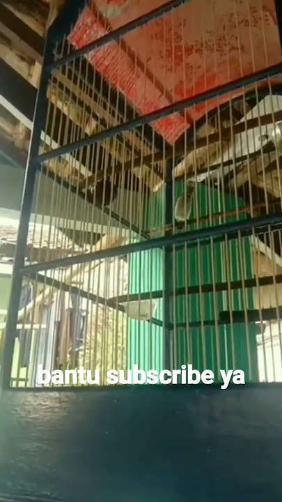 Burung kolibri gacor full isian