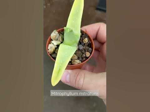 Mitrophyllum mitratum - YouTube