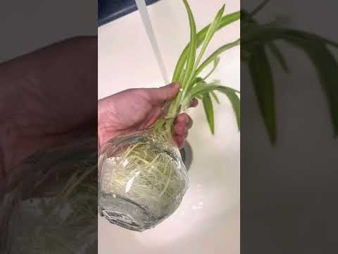 Watering Hacks Of Spider Plant #short #shorts #shortvideo #nature