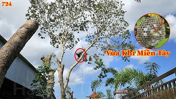 Vua Khỉ Miền Tây cưa đôn đọt cây Xà Cừ nằm ngay cổng hàng rào (1/2) . Cutting nacre tree .