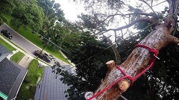 How to set up a speedline Tree Removal