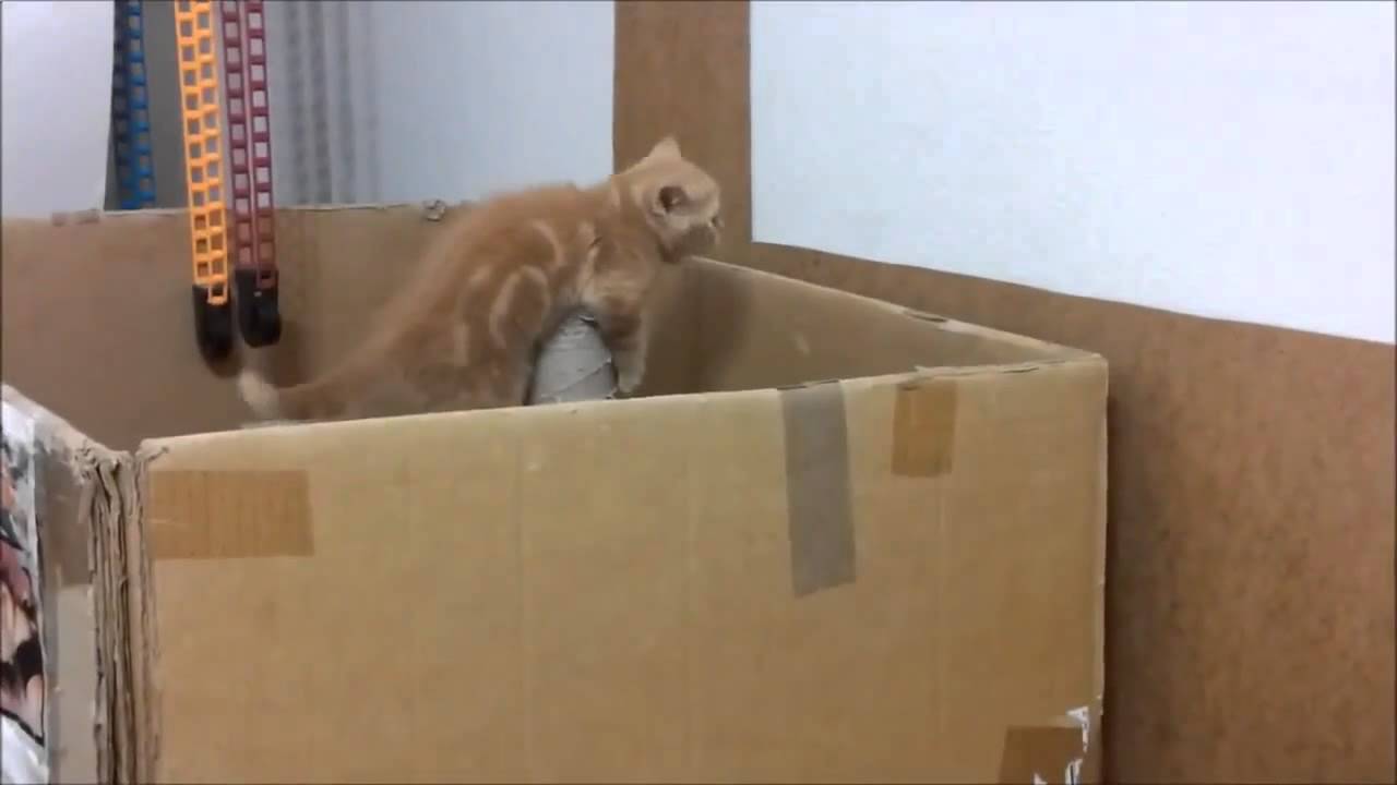 кошка помогла котенку. бродячие кошки и собаки. помочь бездомным котикам. как марусенька виде котика. ребенок кормит кота.