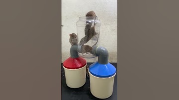 Homemade mouse trap with plastic pipe works effectively #mousetrap #rattrap #shorts
