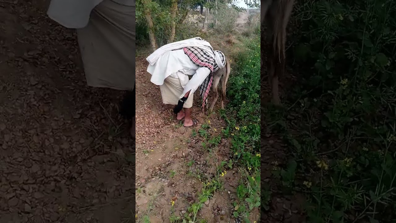 Fanny new video😂😂🤣🤣#donkey #foryou #page #viralvideo #new #animals #funnyvideo 