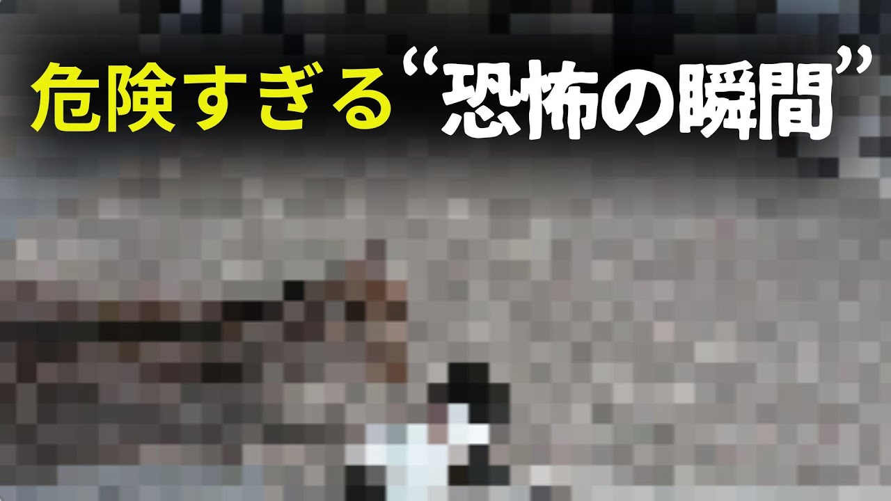 【危険すぎる】愛犬を連れて夫婦で念願の車中泊旅に出掛けたら、○○に襲われました。