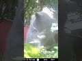 Aww, look at the kitty cat cleaning herself