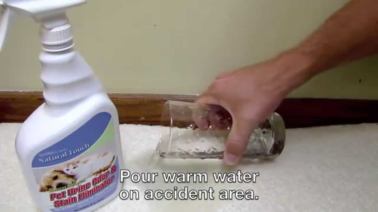 How to Remove Pet Urine from Carpet YouTube