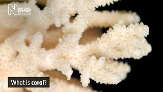 What is Coral? | Natural History Museum (Audio Described)