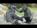 Gorilla Riki trying to take baby gorilla Sumomo from Momoka | Gorilla Haoko Family