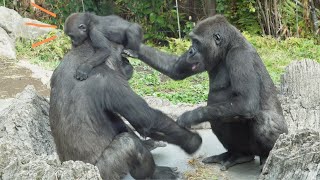 Gorilla Riki trying to take baby gorilla Sumomo from Momoka | Gorilla Haoko Family