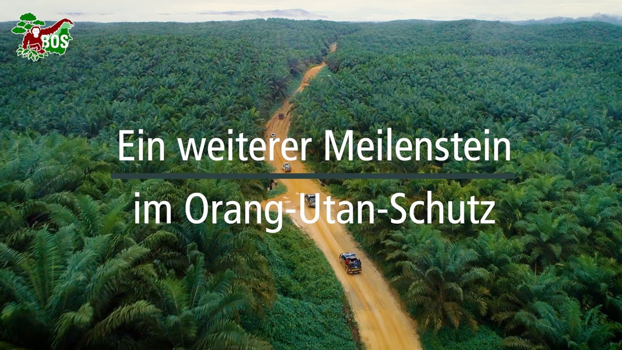 400. Orang-Utan ausgewildert – was für ein Erfolg!