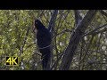 Schwarzspecht Rivalen beim Scheinfechten (black woodpecker rivals) 4K