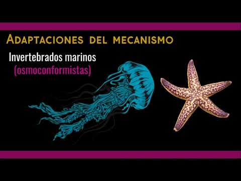 Vídeo: Diferencia Entre Ureotélico Ammonotélico Y Uricotélico
