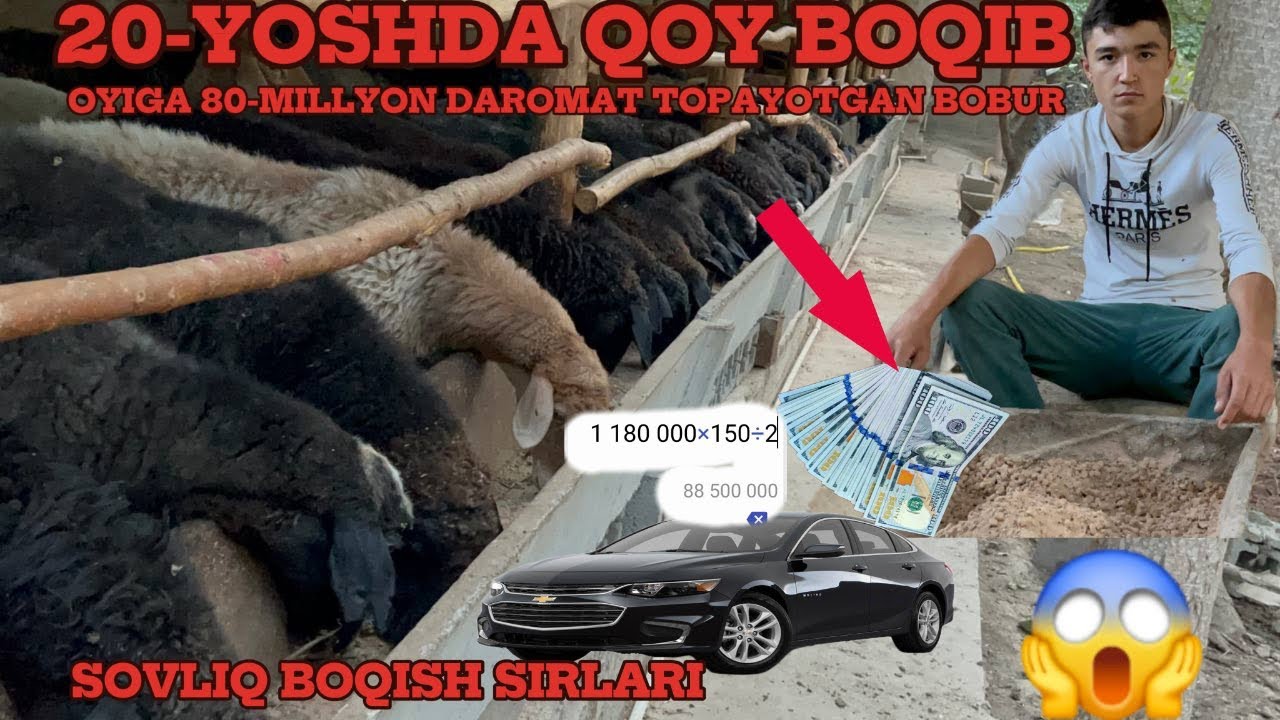 BOBURJONDAN SOVLIQ QOYLARNI 2-OY  SEMIRTIRISHNI BIRGA ORGANAMIZ  ☎️95-032-81-11