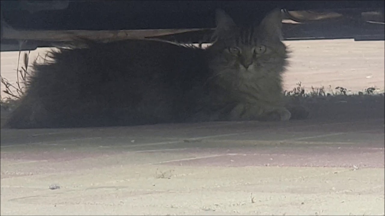 My feral cat friend winks at me / Mi amigo gato feral me guiña los ojos